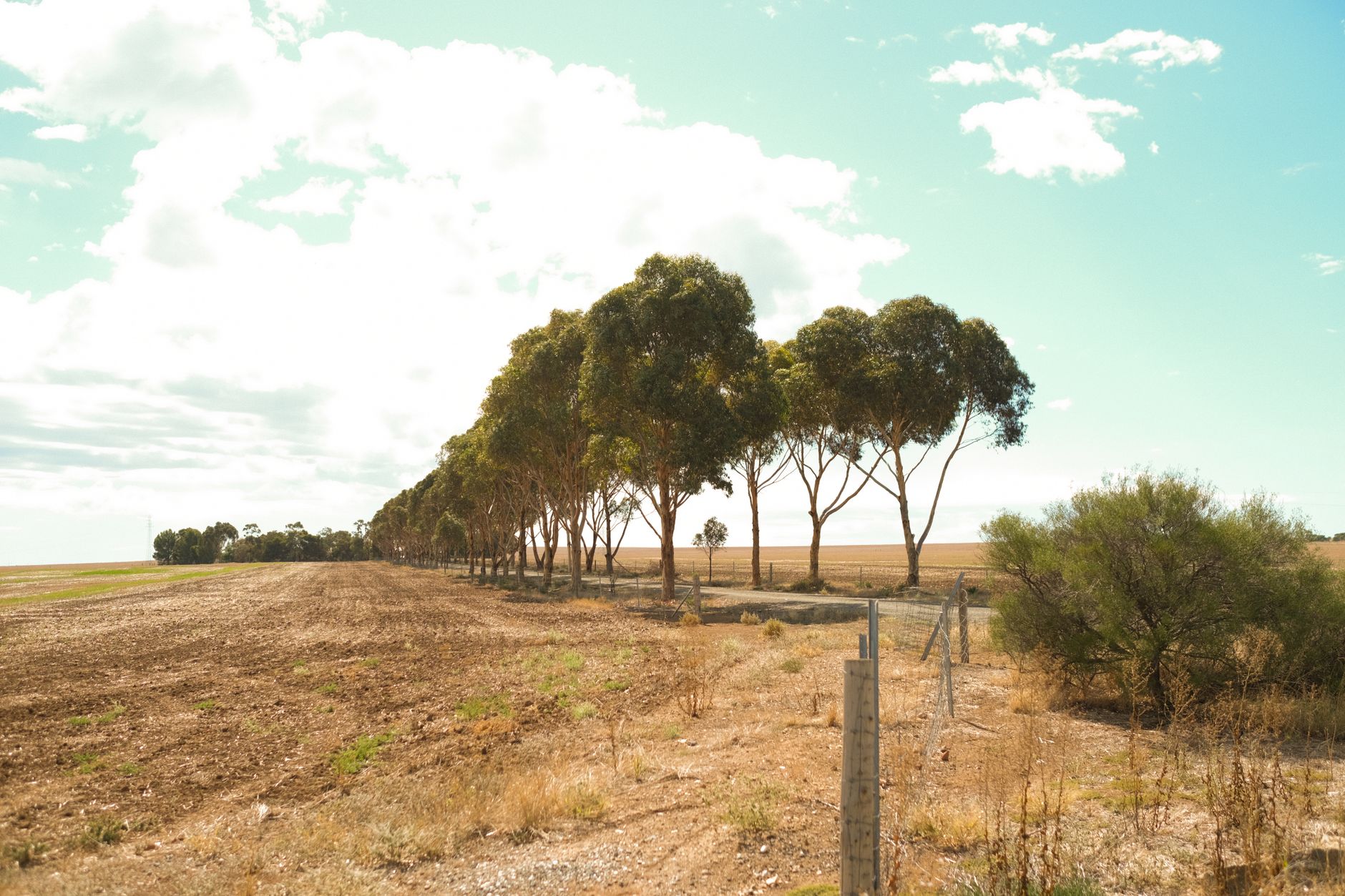 Paisagem rural do sul da Austrália, com fileira de árvores e campo aberto