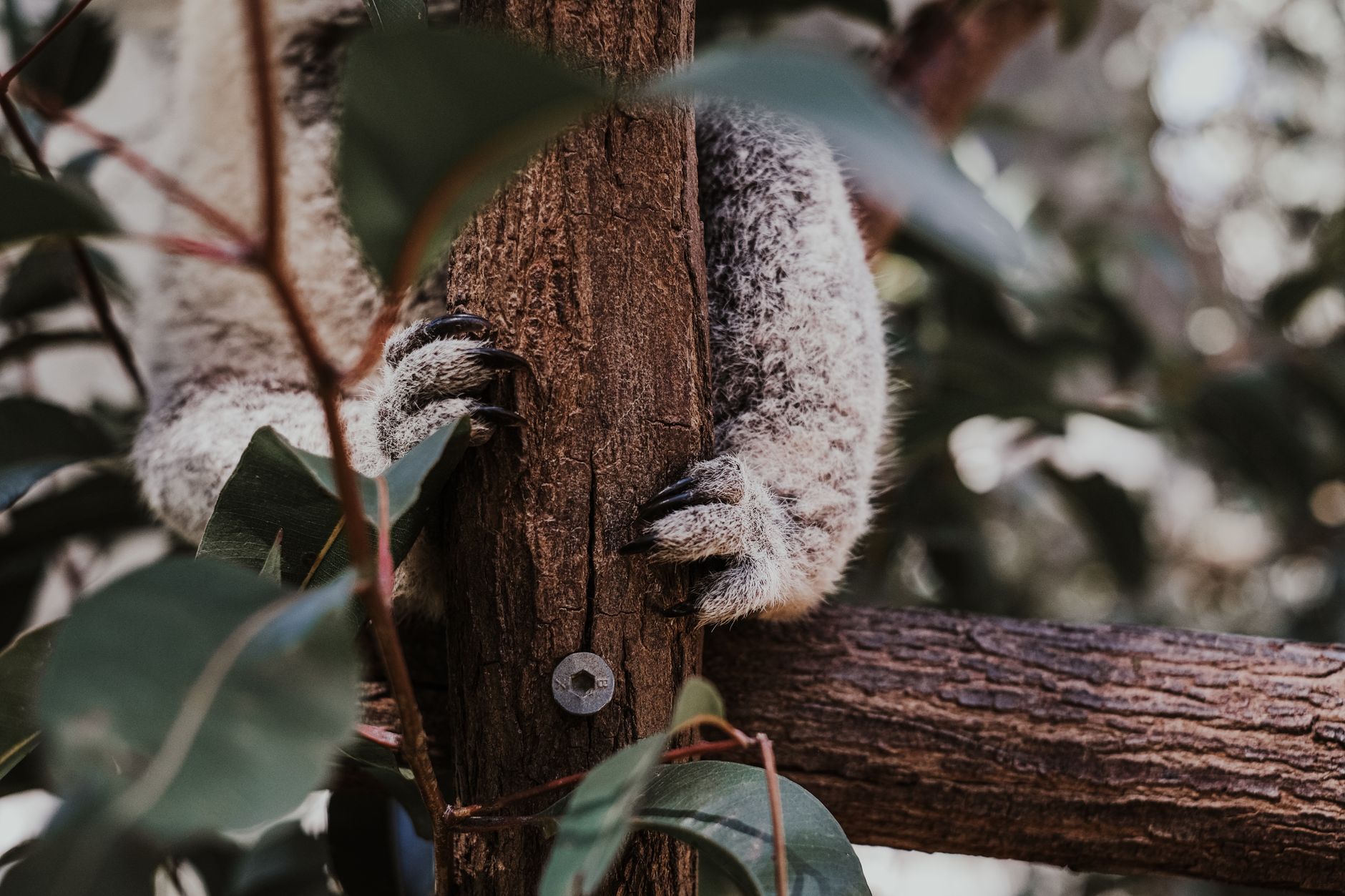 Koala clinging to a tree trunk, close-up of its clawed paws