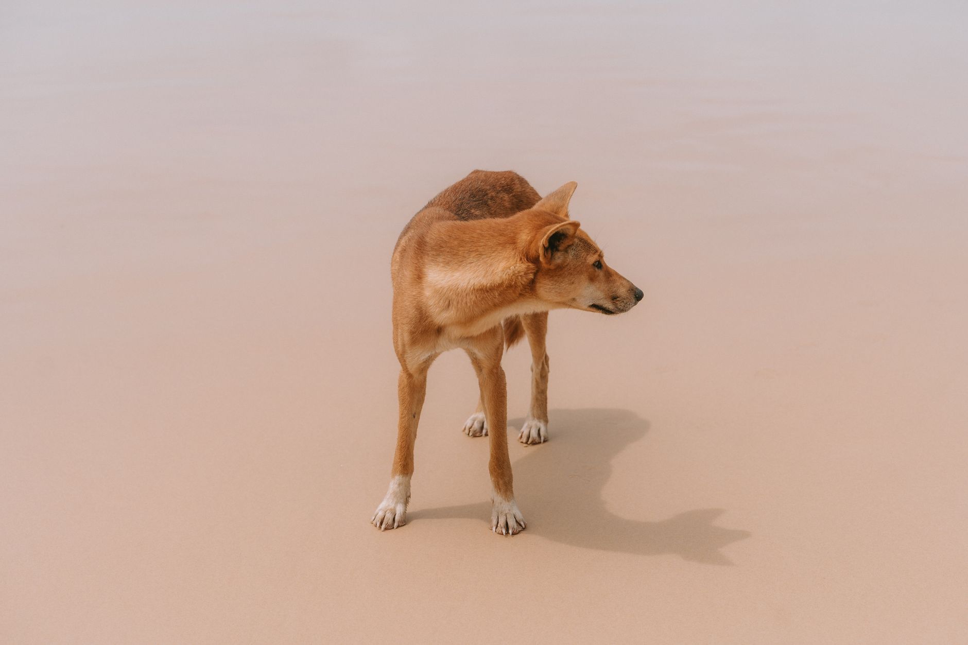 Dingo caminhando na areia clara de uma praia, projetando sombra longa