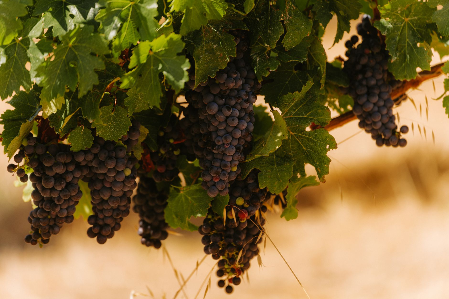 Bunches of dark grapes hanging on the vine, with green leaves around them