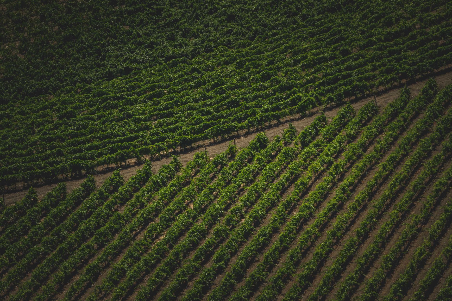 Vista aérea de fileiras de vinhedo em ângulo, com sombra marcando os corredores