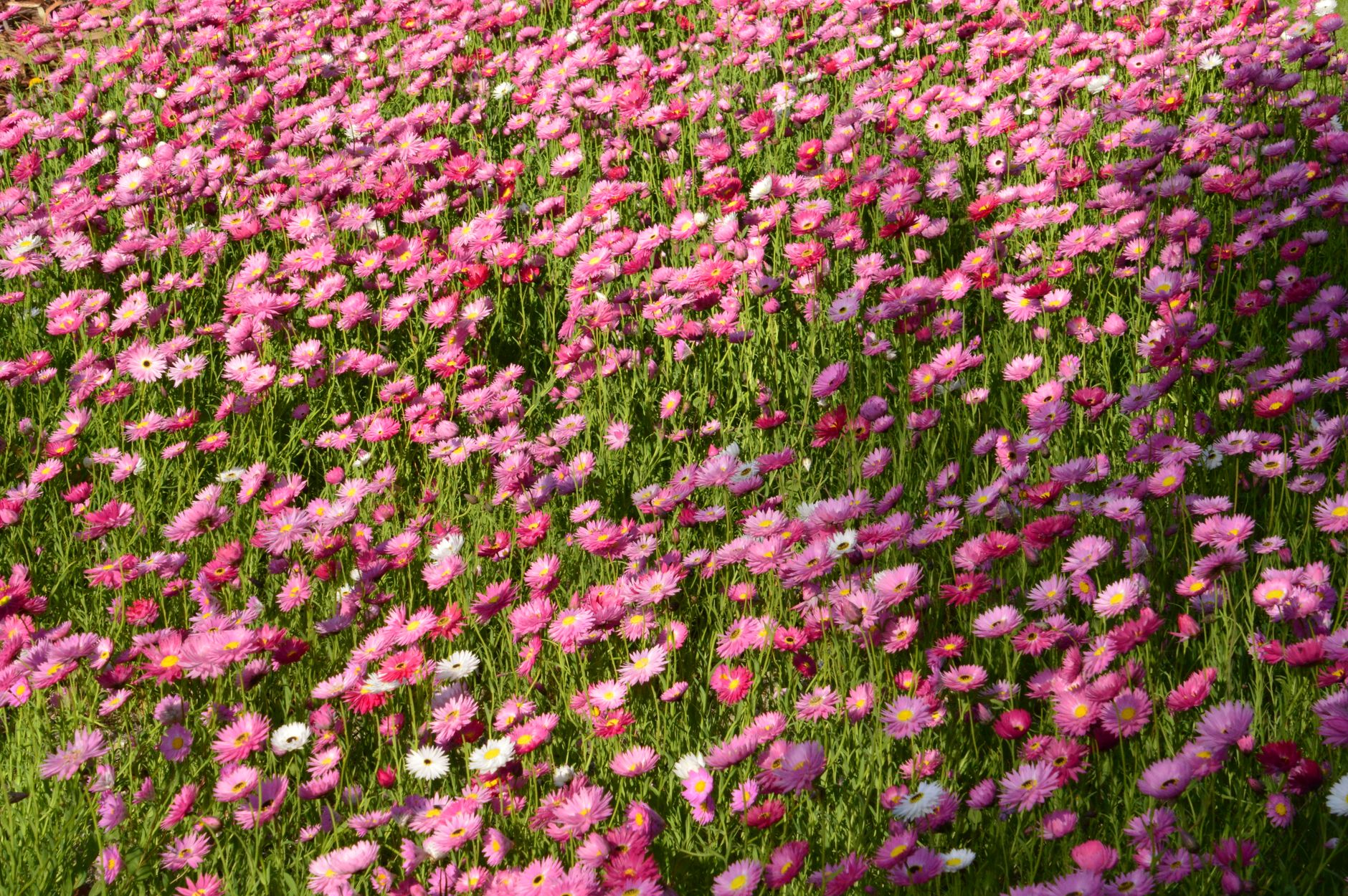 Campo de flores rosas y blancas en un jardín botánico