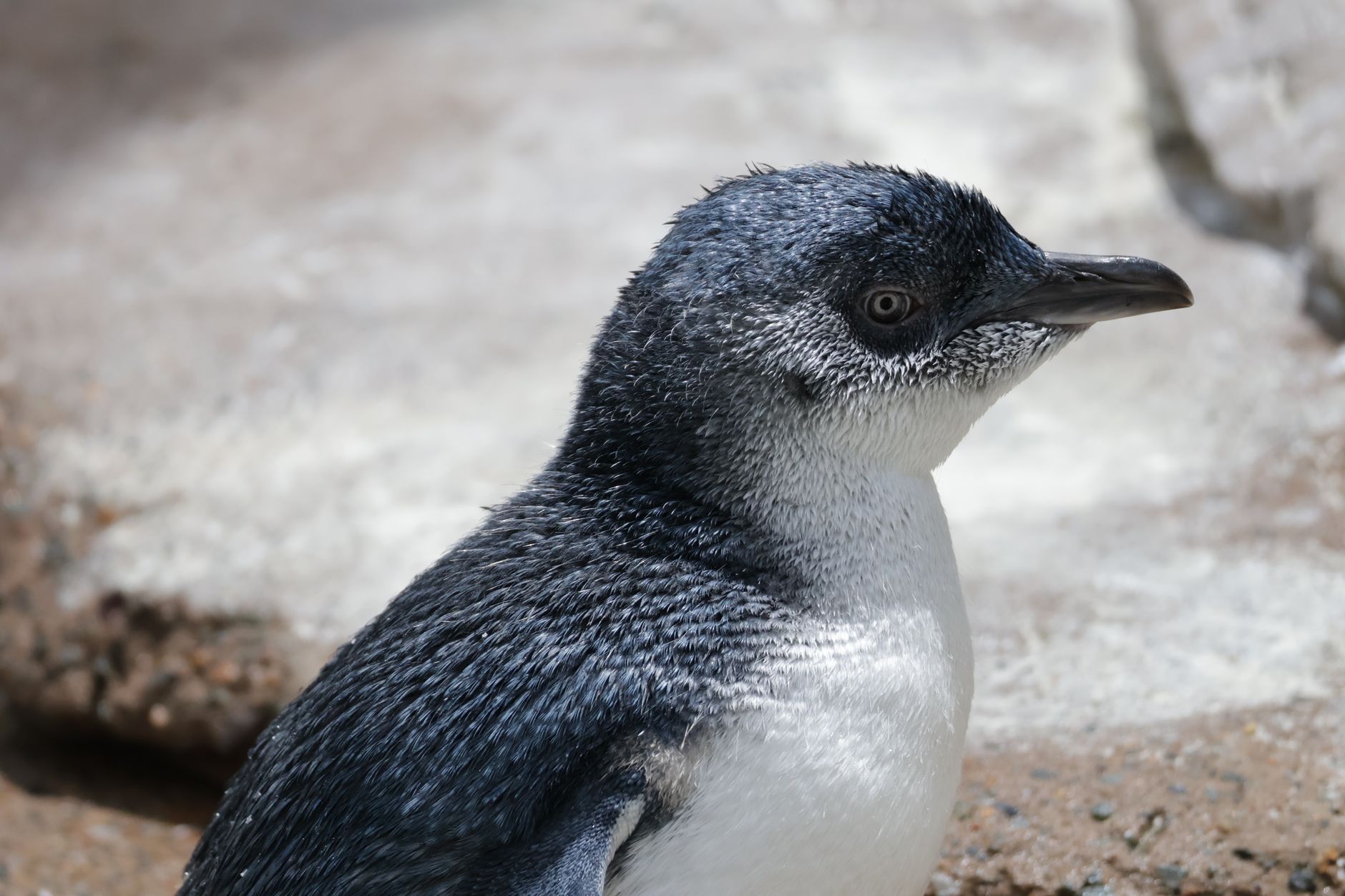 Pingüino pequeño (fairy penguin) de perfil, en la arena de Phillip Island