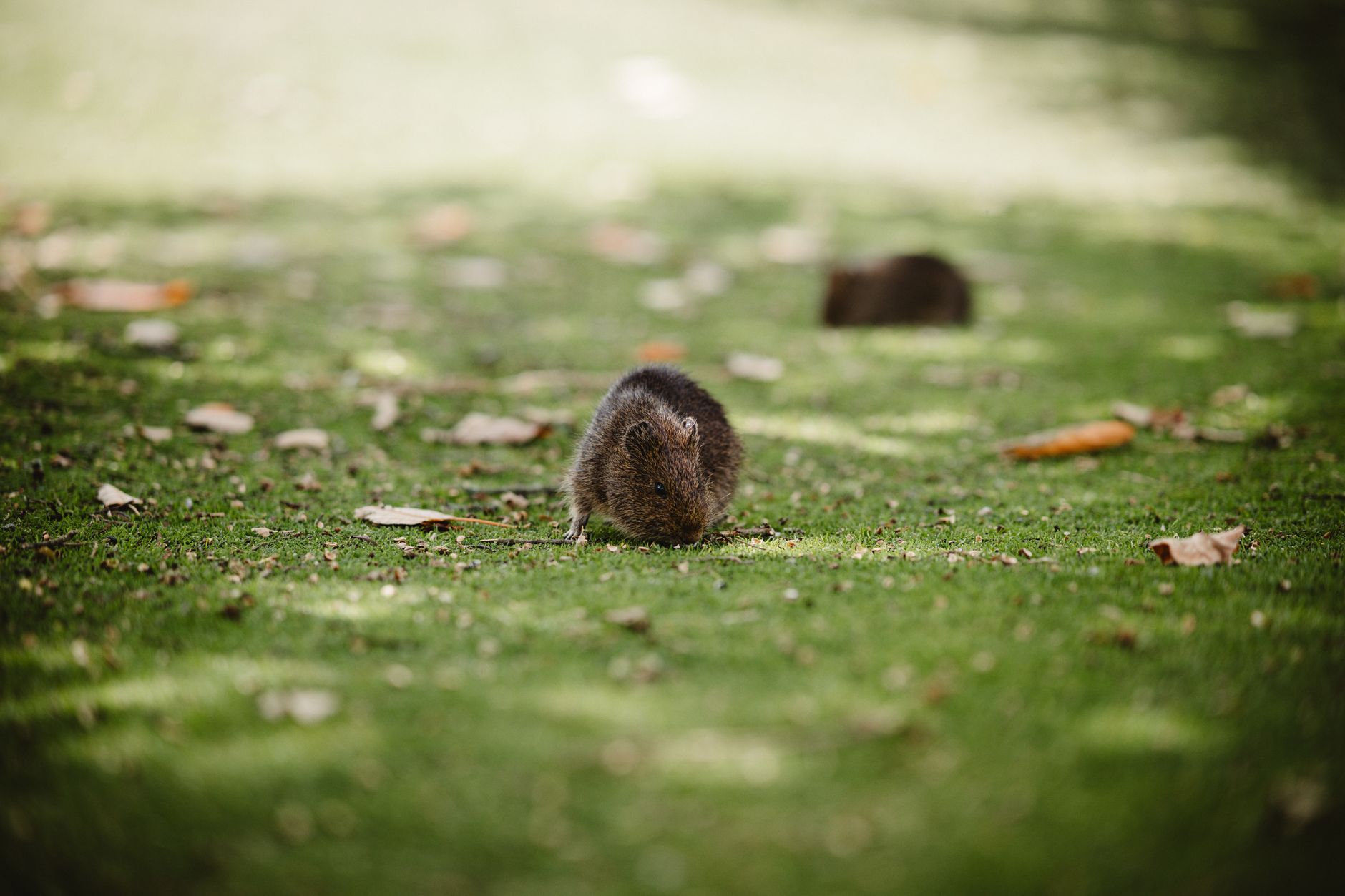 Quokka feeding on grass at Rottnest Island