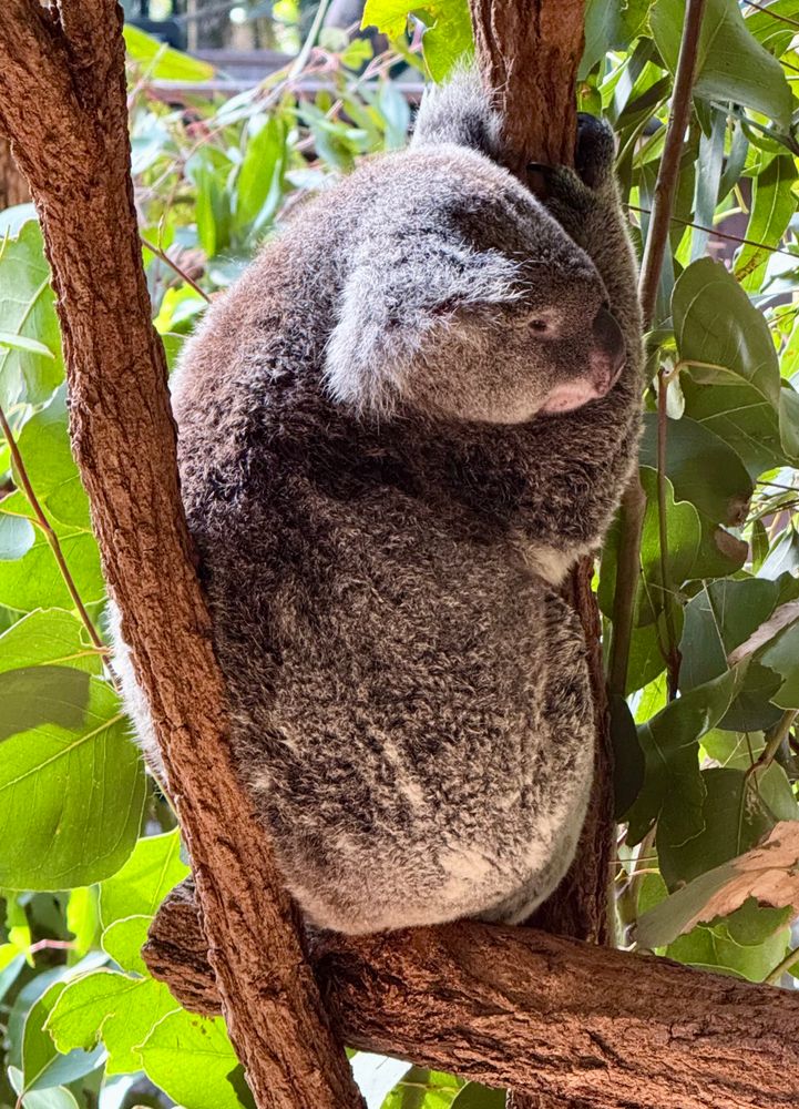 Coala agarrado a um galho de eucalipto em Beerwah, Queensland