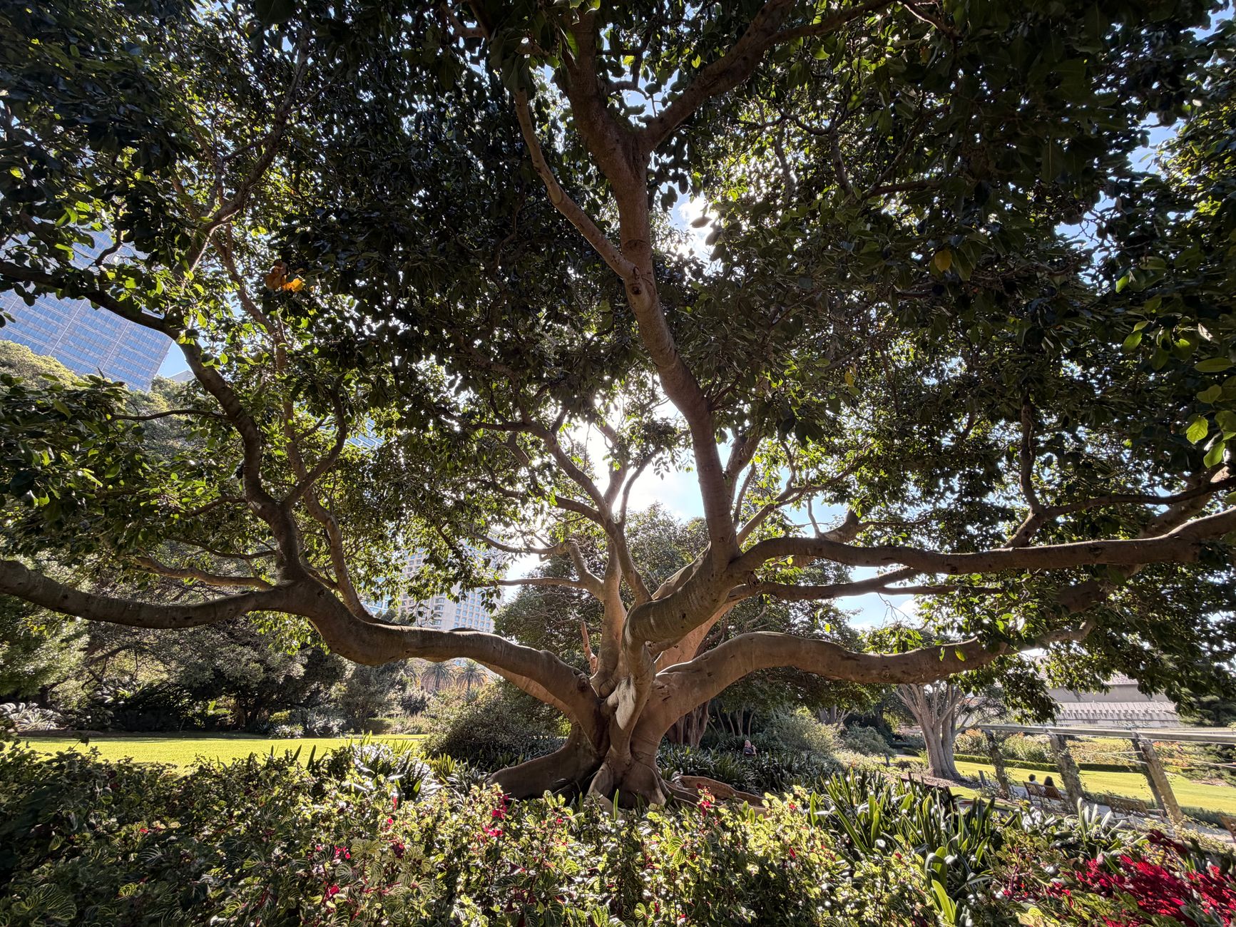Leafy fig tree in Sydney's Royal Botanic Garden, with buildings in the background