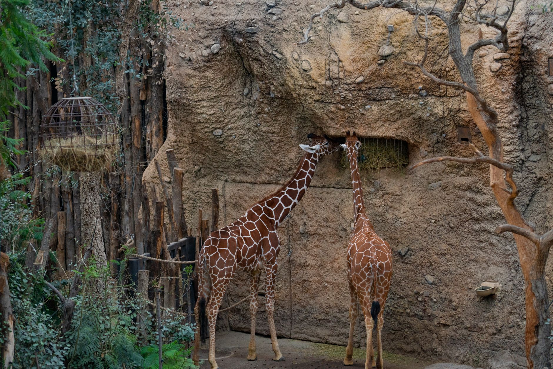 Two giraffes feeding in a zoo enclosure
