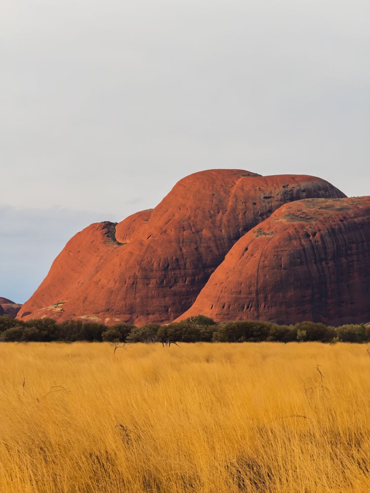 Domos rocosos rojizos del Kata Tjuta (The Olgas), con vegetación dorada en primer plano